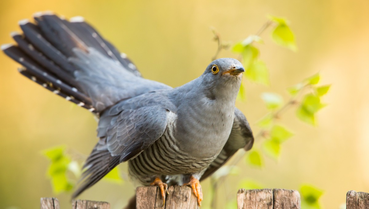 Wie kommt das Kuckucksei ins Nest?