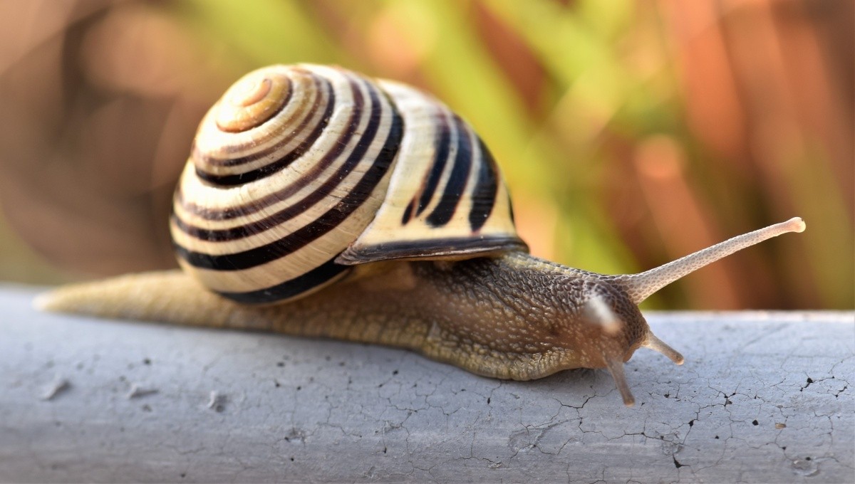 Was passiert, wenn das Haus der Schnecke kaputtgeht?
