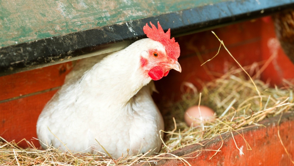 Wie legt ein Huhn ein Ei?
