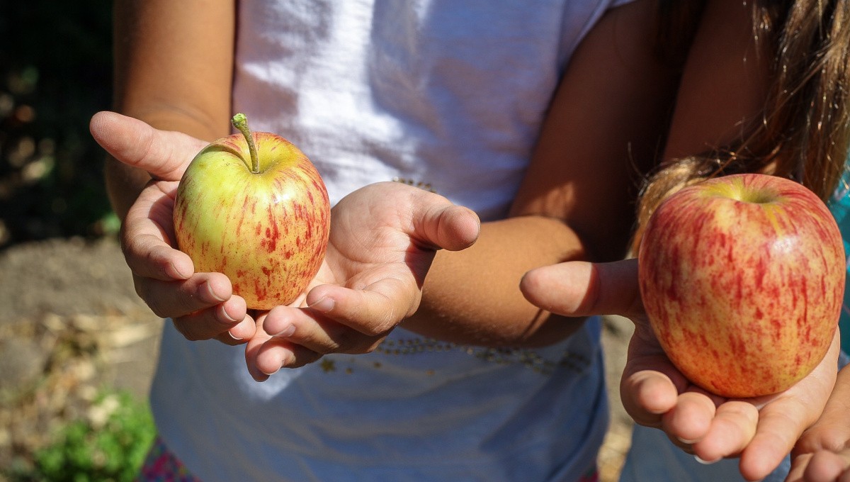 Kinderhände halten Äpfel