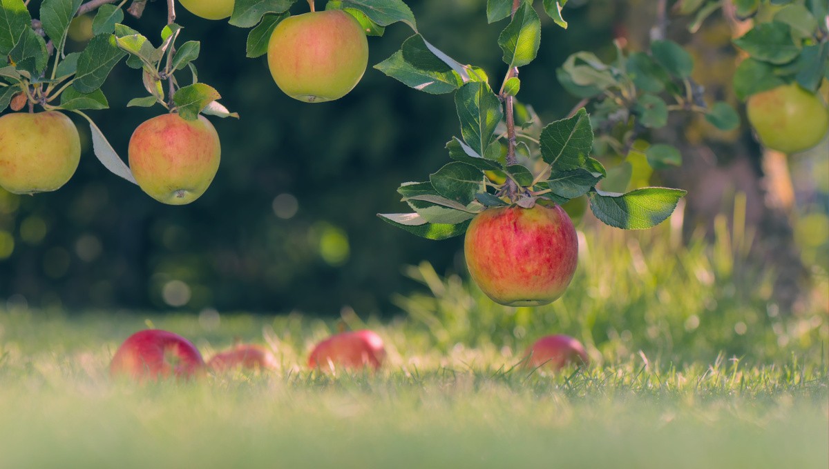 Äpfel am Baum und auf dem Boden Äpfel am Baum und auf dem Boden