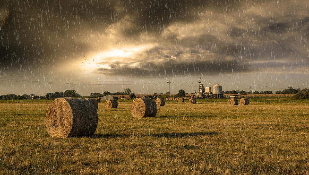 Feld mit Rundballen bei Regen Feld mit Rundballen bei Regen