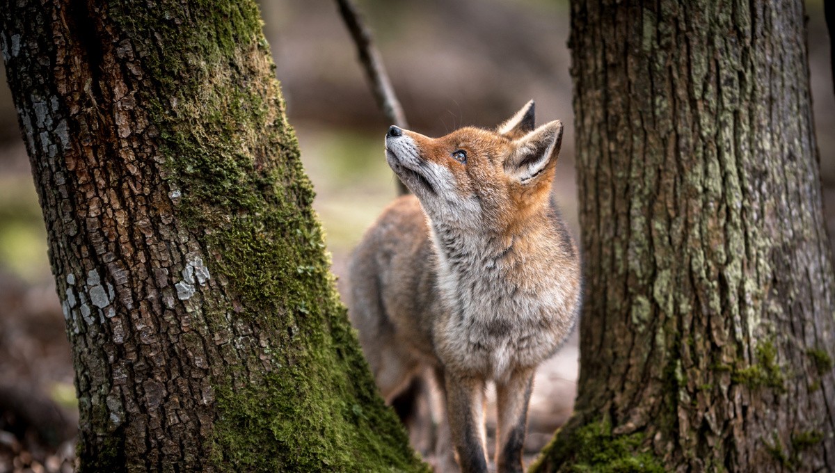 Rotfuchs neben einem Baum im Wald Rotfuchs neben einem Baum im Wald