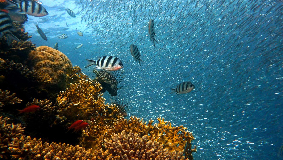 Fische am Korallenriff