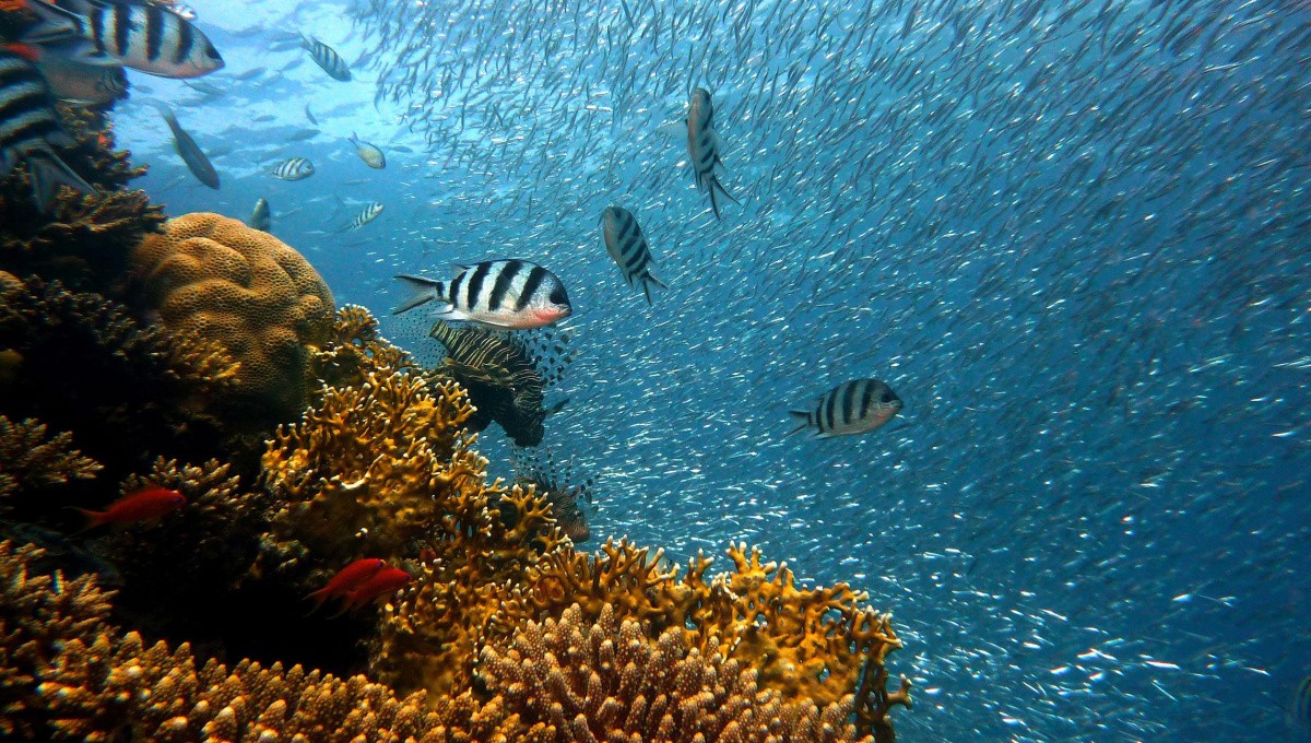 Fische am Korallenriff Fische am Korallenriff