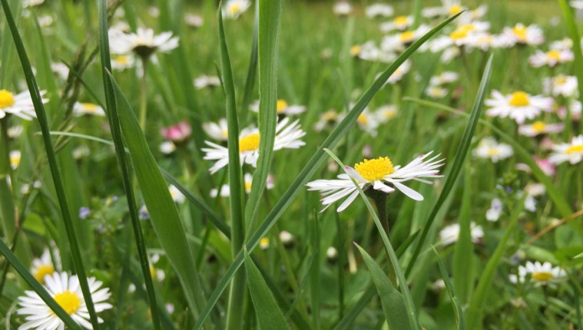 Gänseblumen auf Wiese Gänseblumen auf Wiese