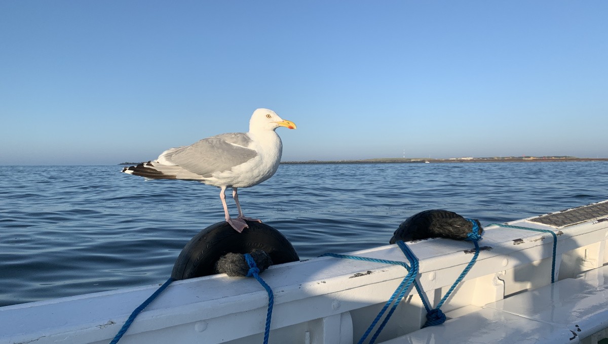 Möwe sitzt auf Bootskante Möwe sitzt auf Bootskante