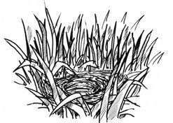 Illustration des Bodennestes einer Feldlerche