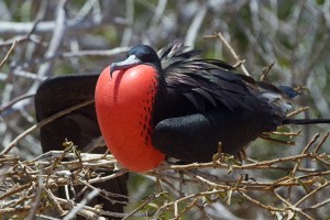Männlicher Fregattvogel auf Nest