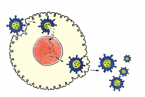 Grippe-Virus: Ausbreitung im Körper