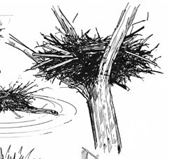 Illustration eines Seeadler-Horstes