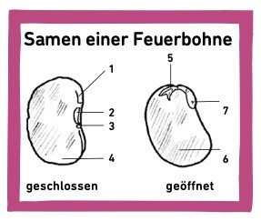 Samen einer Feuerbohne