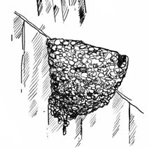 Illustration des Lehmkorbes eines Mehlschwalbe