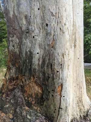 Baumstumpf mit Niströhren