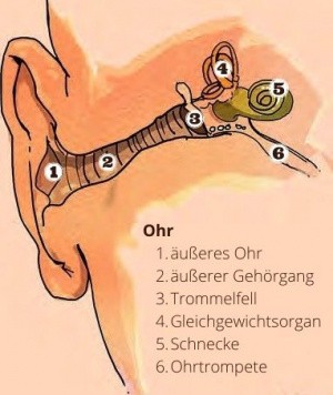 Aufbau des menschlichen Ohres