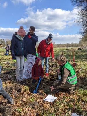 Einführung ins Hecke pflanzen