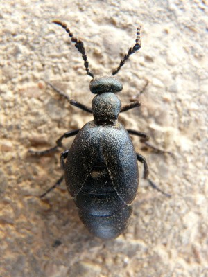 Schwarzblauer Ölkäfer ("Maiwurm")