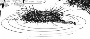 Illustration des schwimmenden Nestes eines Blässhuhns