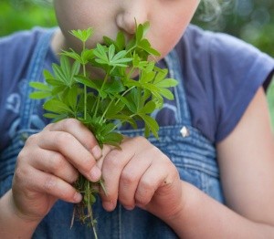 Mädchen mit Waldmeister in der Hand