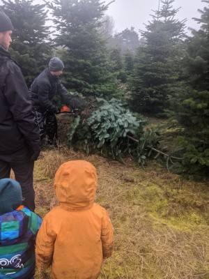 Weihnachtsbaum schlagen