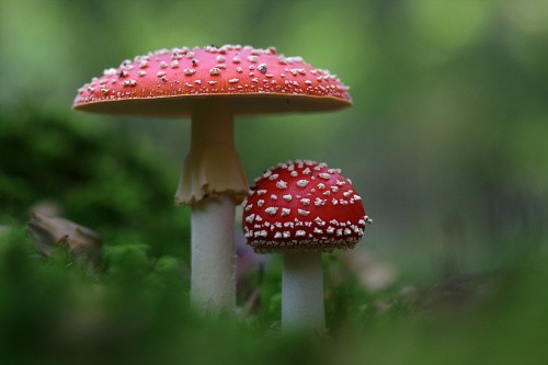 Fliegenpilze im Wald