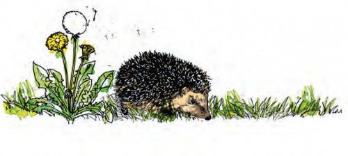 Illustration eines Igels auf einer Wiese