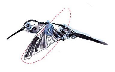 Illustration Kolibri Vorwärtsflug 