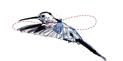 Illustration Kolibri Schwirrflug