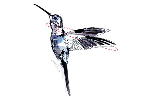 Illustration Kolibri Rückwärtsflug