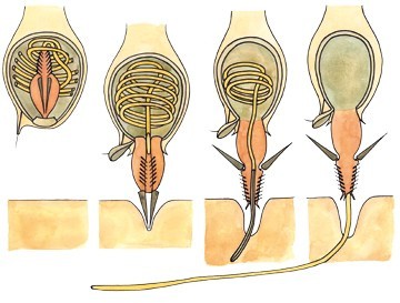 Illustration Nesselzellen