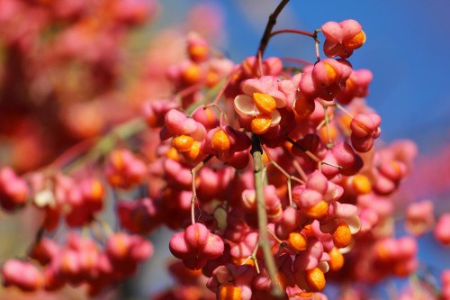 Frucht des Pfaffenhütchens