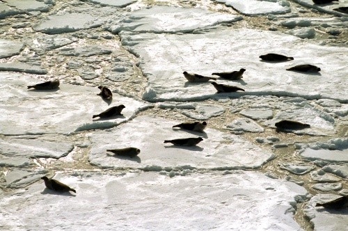 Robben auf Eisschollen
