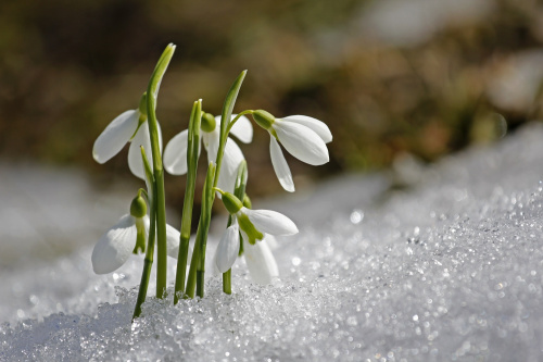 Schneeglöckchen im Schnee