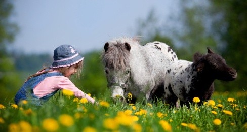 Ein Kind mit einem gescheckten Pony mit Fohlen