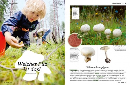 Warum!-Magazinseite "Welcher Pilz ist das?"