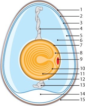 Grafik des Aufbaus eines Hühner-Eies
