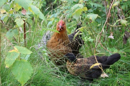 Hühner im Gebüsch