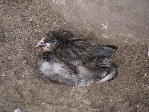 Schwarzes Hühnerküken badet im Sand