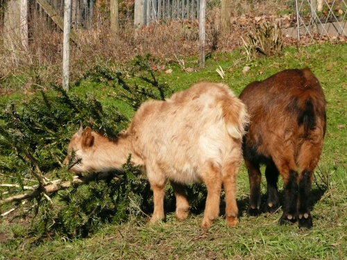 Ziegen fressen Tannenbaum