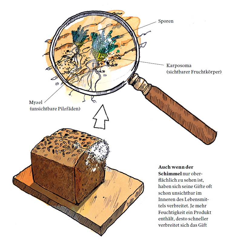 Illustration der Schimmelbildung auf Brot