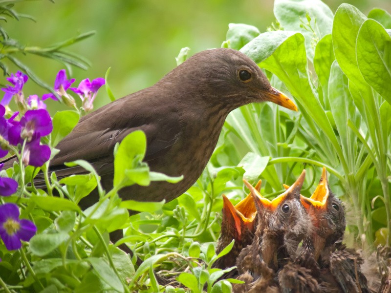 Amselweibchen mit Küken