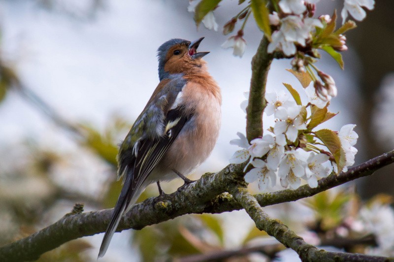 Buchfink-Männchen singt auf Ast