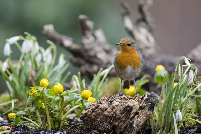 Rotkehlchen im Frühling