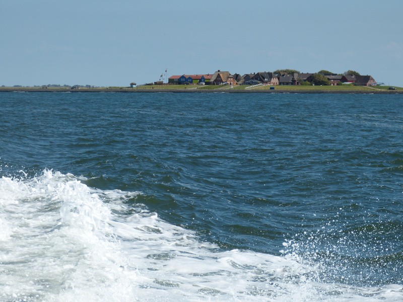 Hallig Hooge in der Nordsee