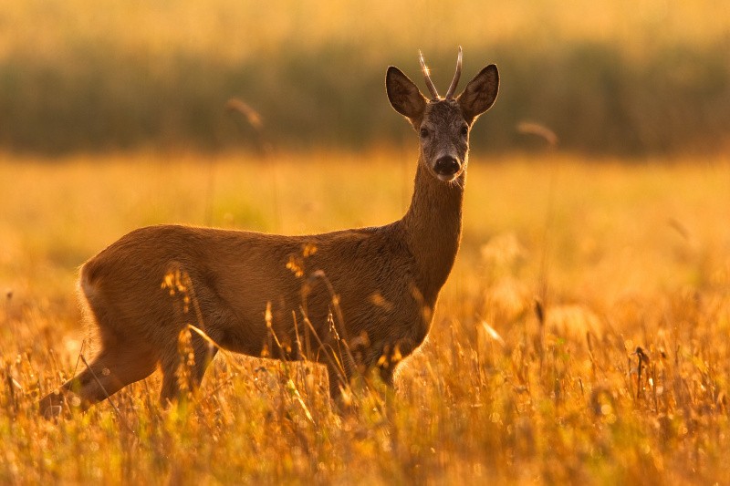 Rehbock auf Feld