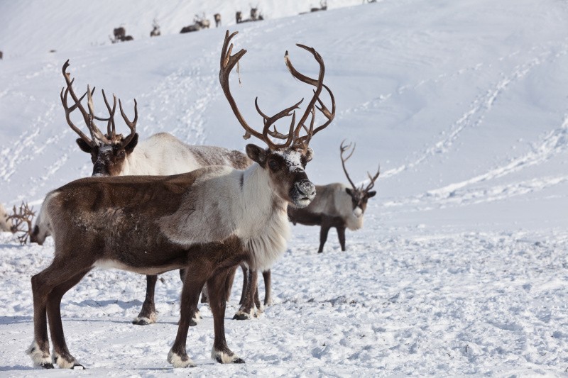 Rentiere im Schnee