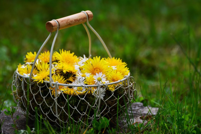 Korb mit Löwenzahn und Gänseblümchen