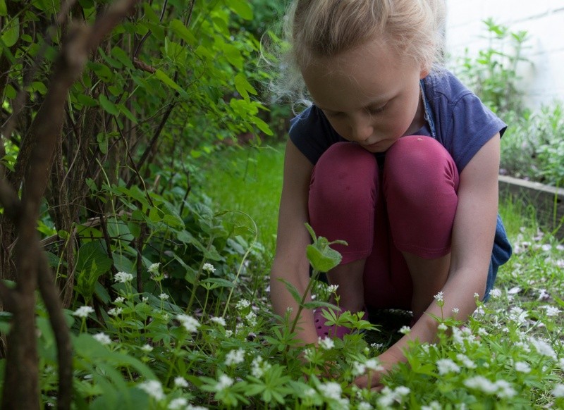 Mädchen pflückt Waldmeister im Garten