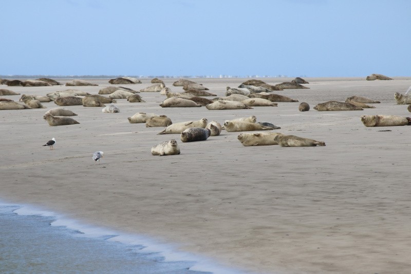 Schifffahrt zum Norderoogsand und zu den Seehundsbänken