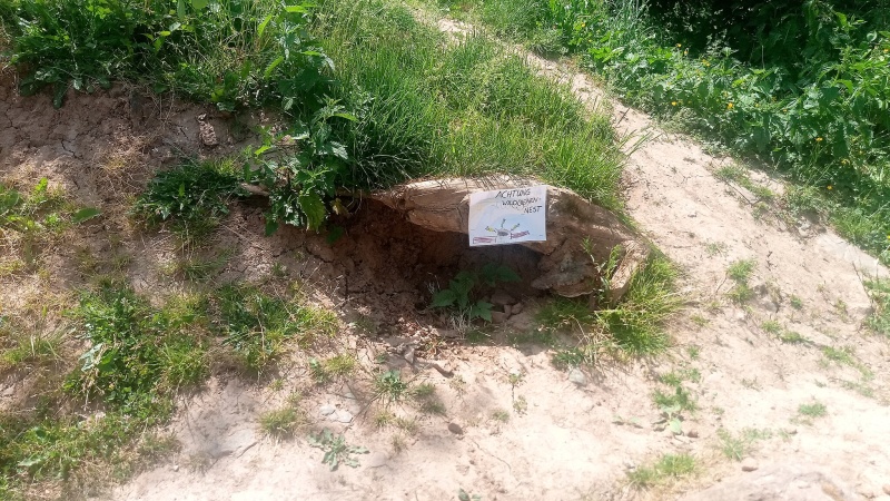 Wildbienennest im Sandboden